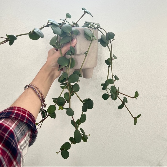 Peperomia Hope - Picture 2 of 3